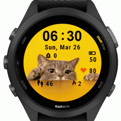 Cute Cat